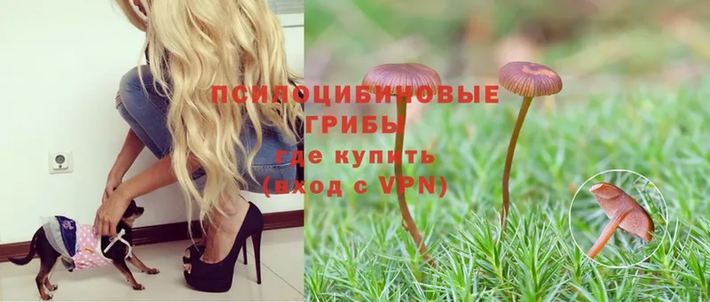 Псилоцибиновые грибы Psilocybe Гдов